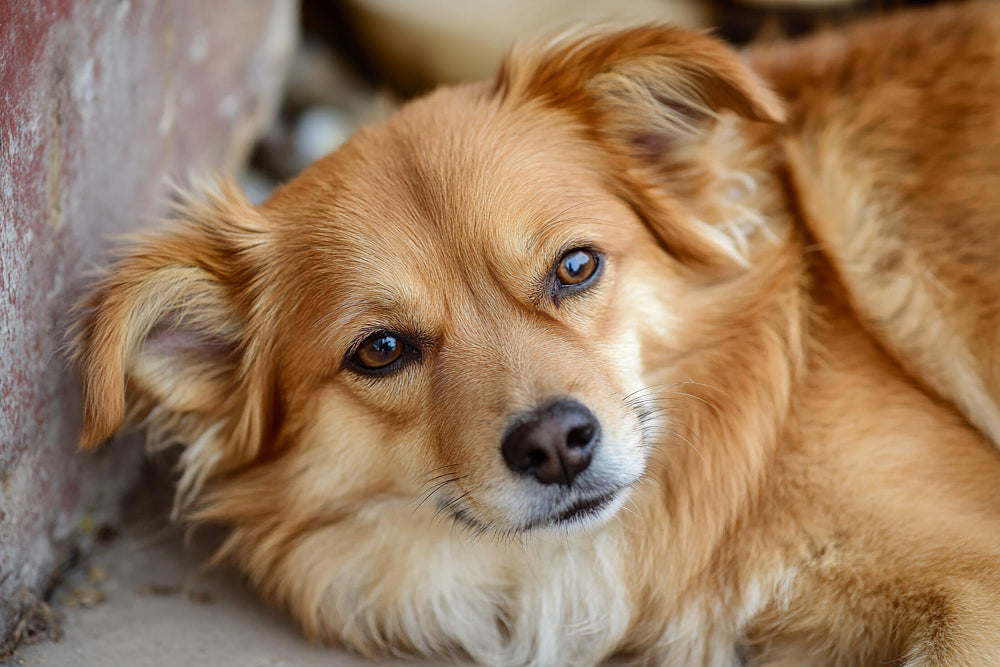 CBD pour chien : dangers et bienfaits - Mon Petit Herbier