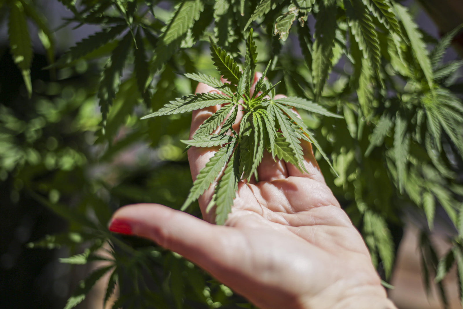 Comprendre ce qu'est le chanvre : utilisation, bienfaits et culture - Mon Petit Herbier