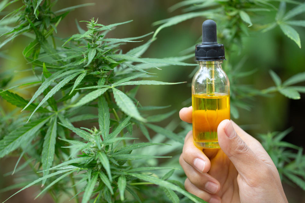 Posologie de l'huile CBD : guide complet pour un dosage approprié - Mon Petit Herbier