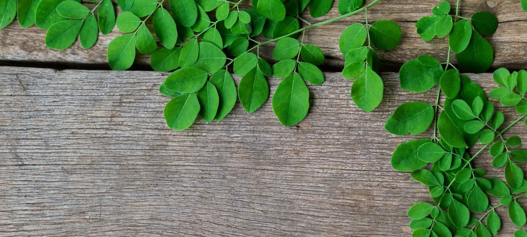 Le Moringa : les bienfaits de cette plante miraculeuse - Mon Petit Herbier