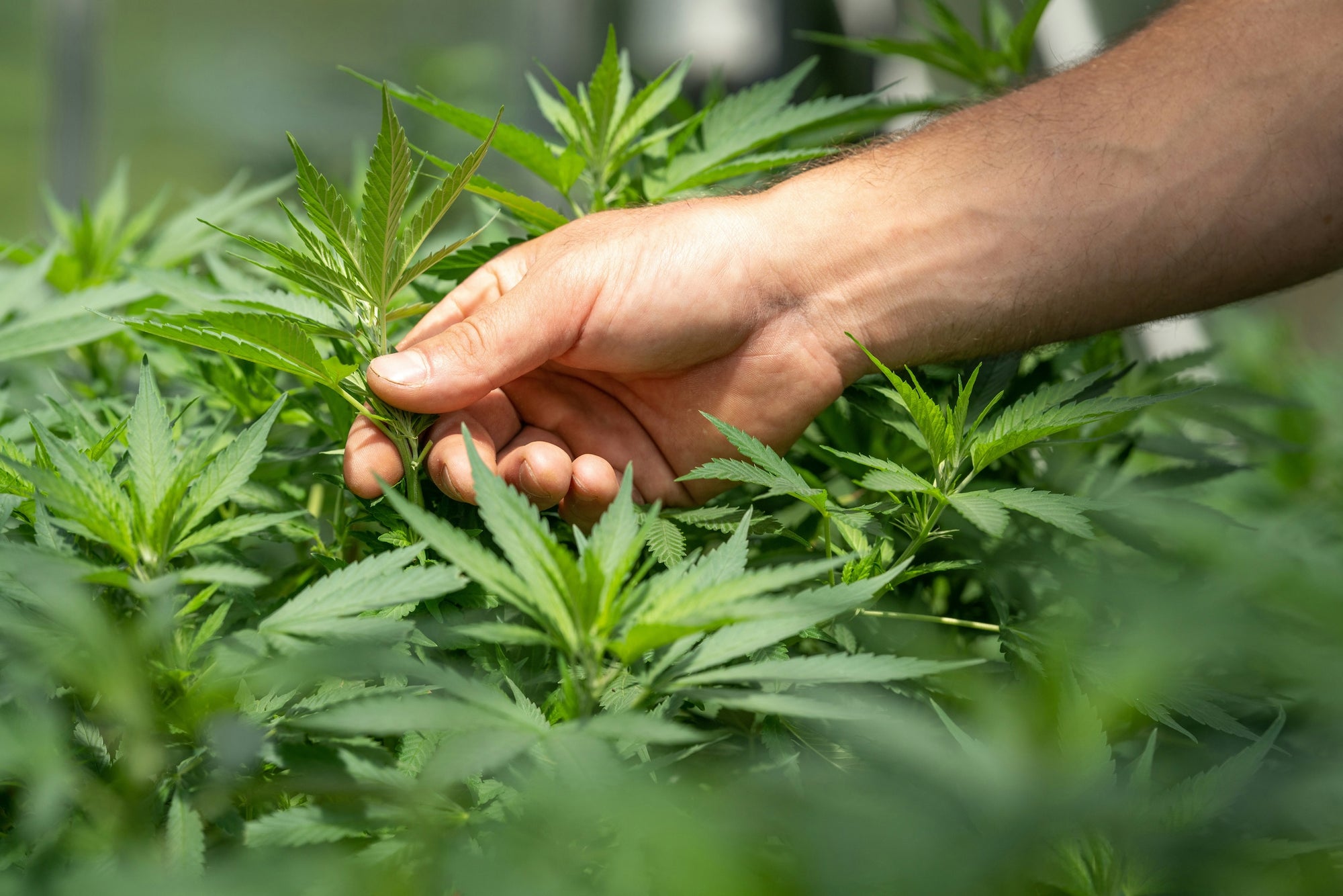 Comment savoir si le CBD fait effet ? - Mon Petit Herbier