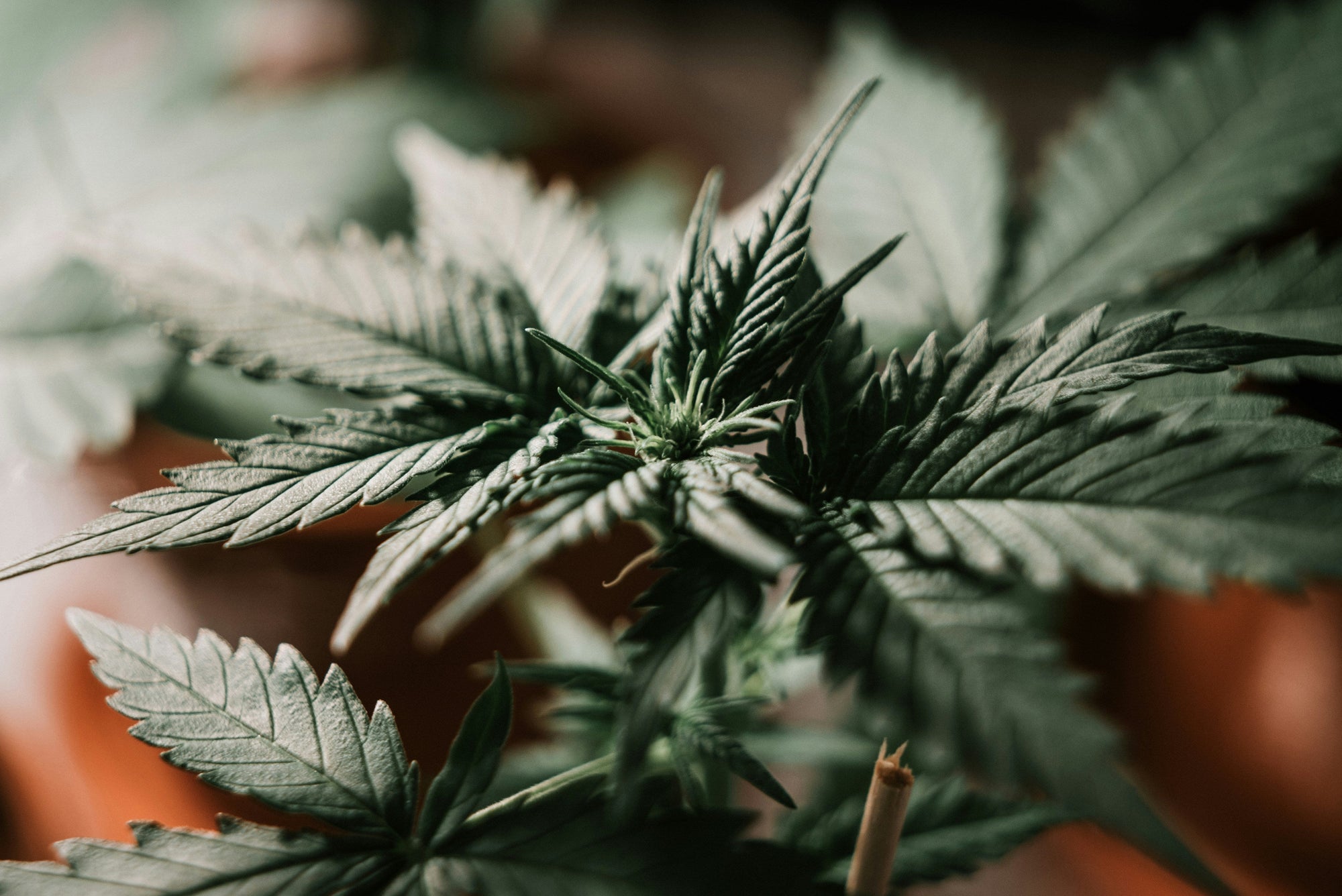 Top 10 des meilleurs fleurs de CBD - Mon Petit Herbier