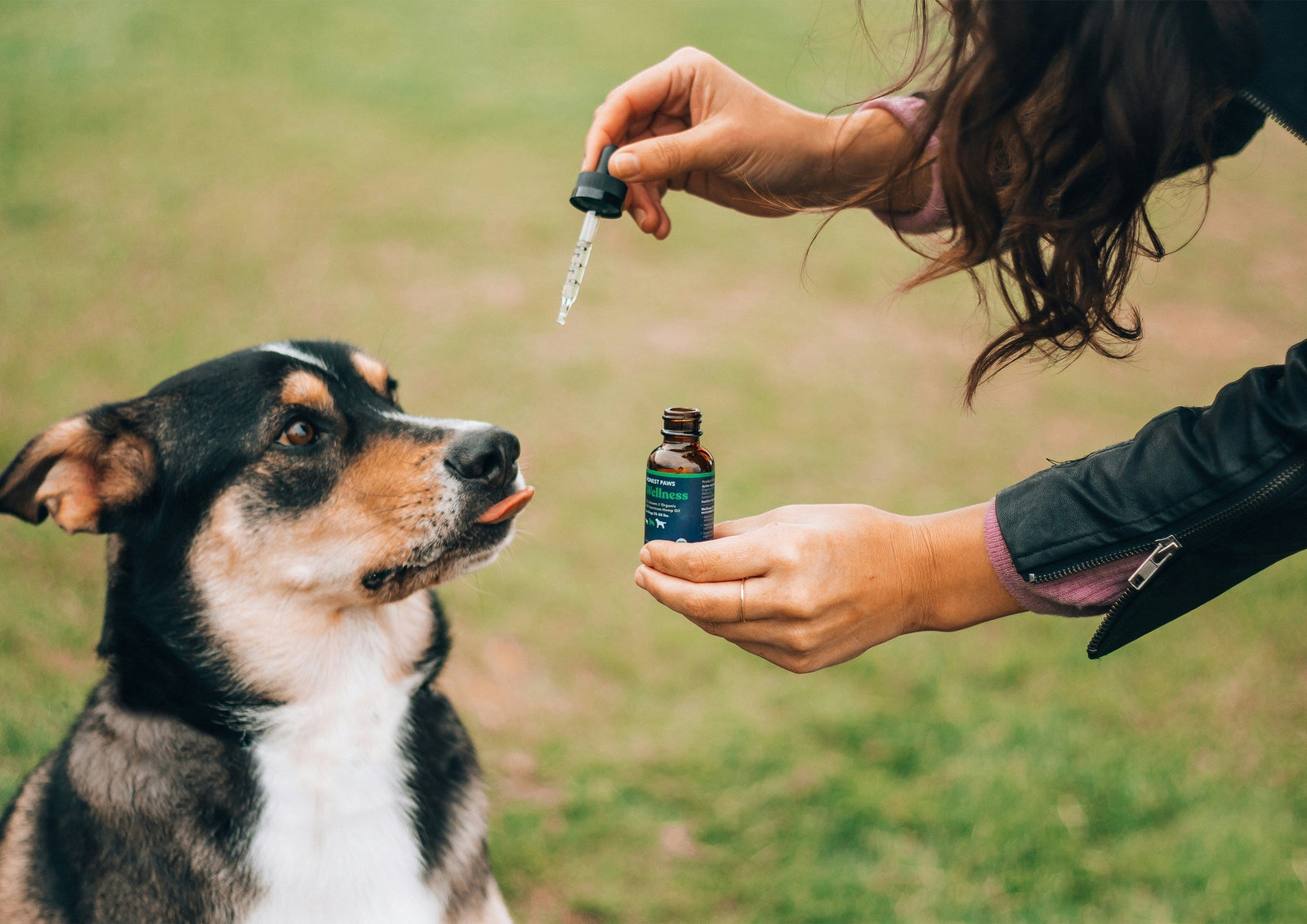 Quel dosage de CBD pour votre chien ? - Mon Petit Herbier