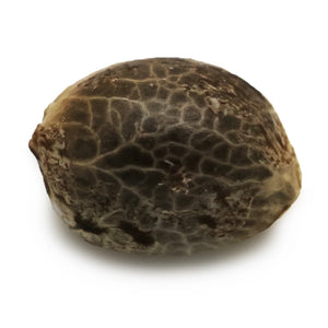 Thumbnail 3 Graine CBD Autofloraison - Rocket_-_Mon_Petit_Herbier