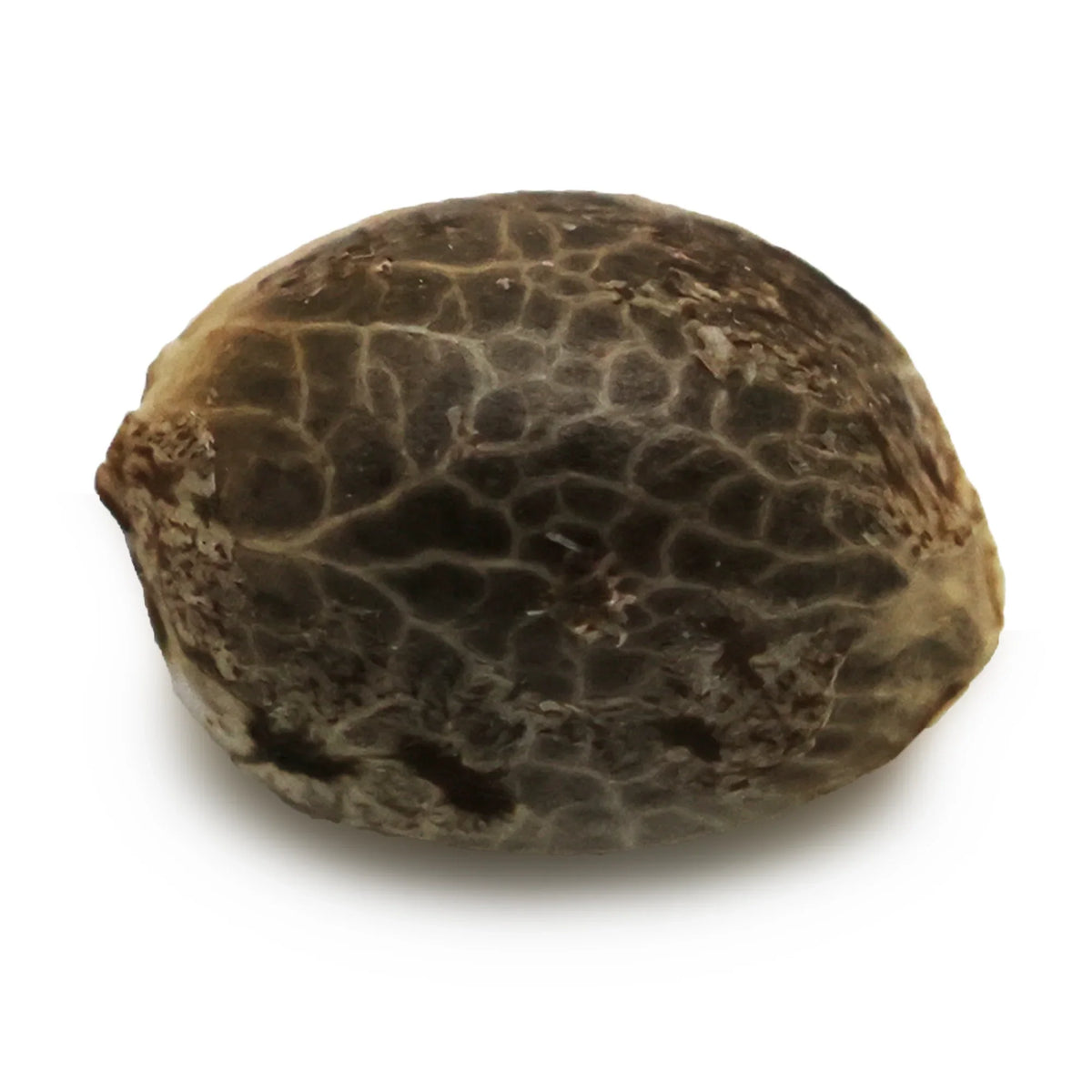 Graine CBD - Mazzal Kush - Mon Petit Herbier