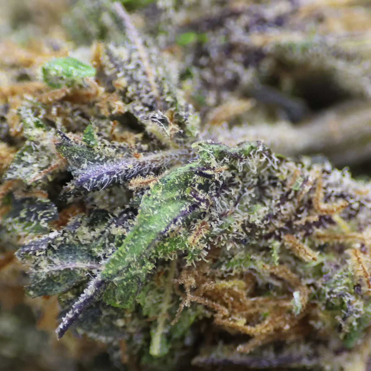 Fleur CBD 6% Blueberry Muffin zoom - Indoor Hydro - Mon Petit Herbier