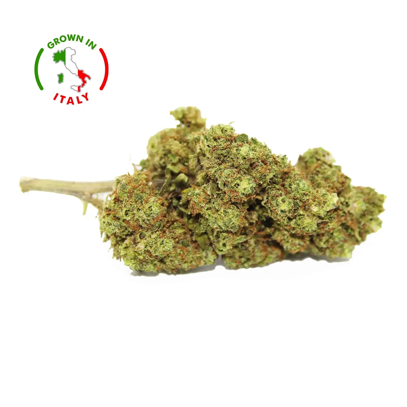 Fleur CBD 5% Critical Haze en Vrac - Out Door - Mon Petit Herbier