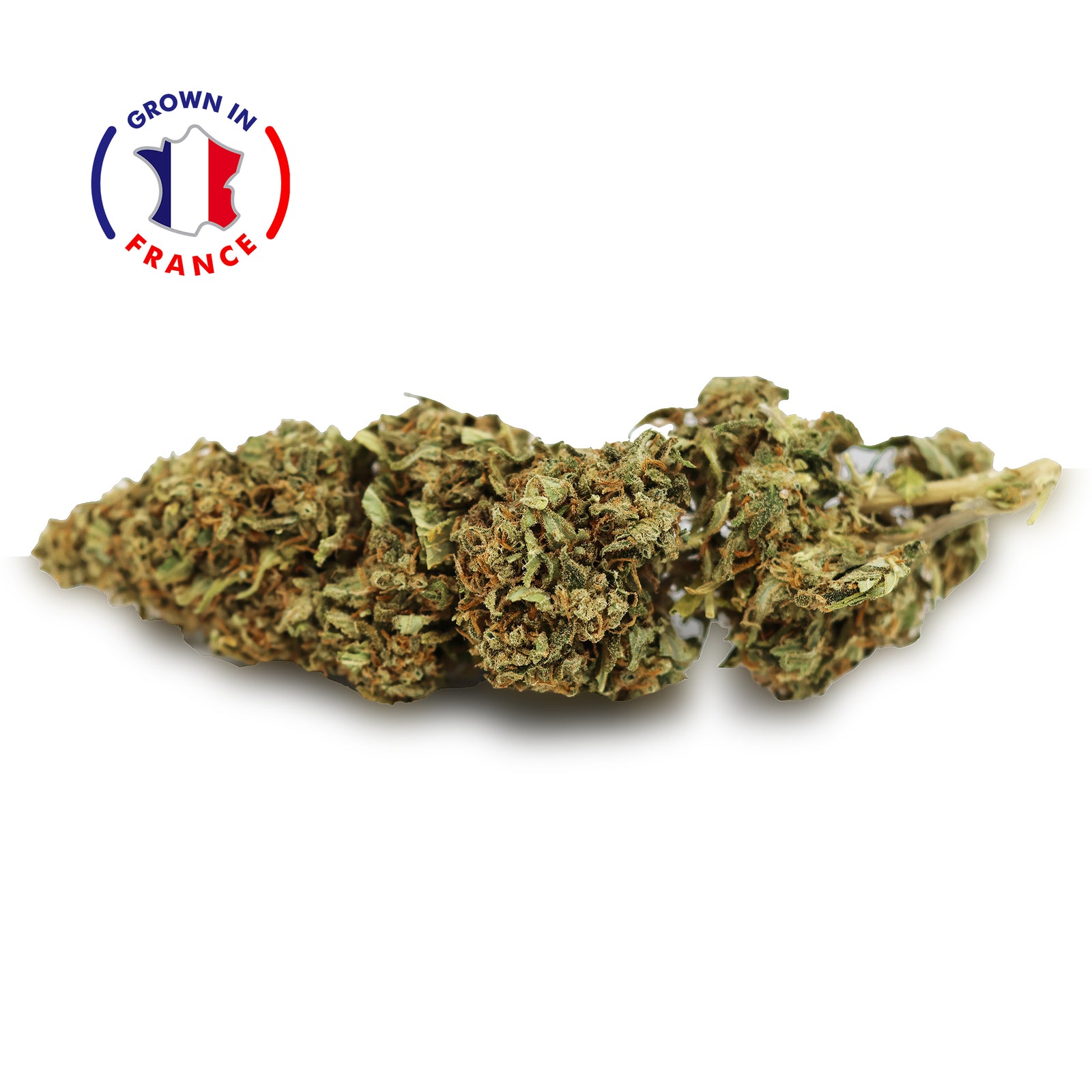 Zoom Fleur CBD Mango en Vrac - Green House