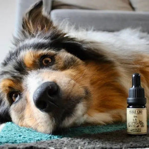 Huile CBD Pour Animaux 15% - Mon Petit Herbier