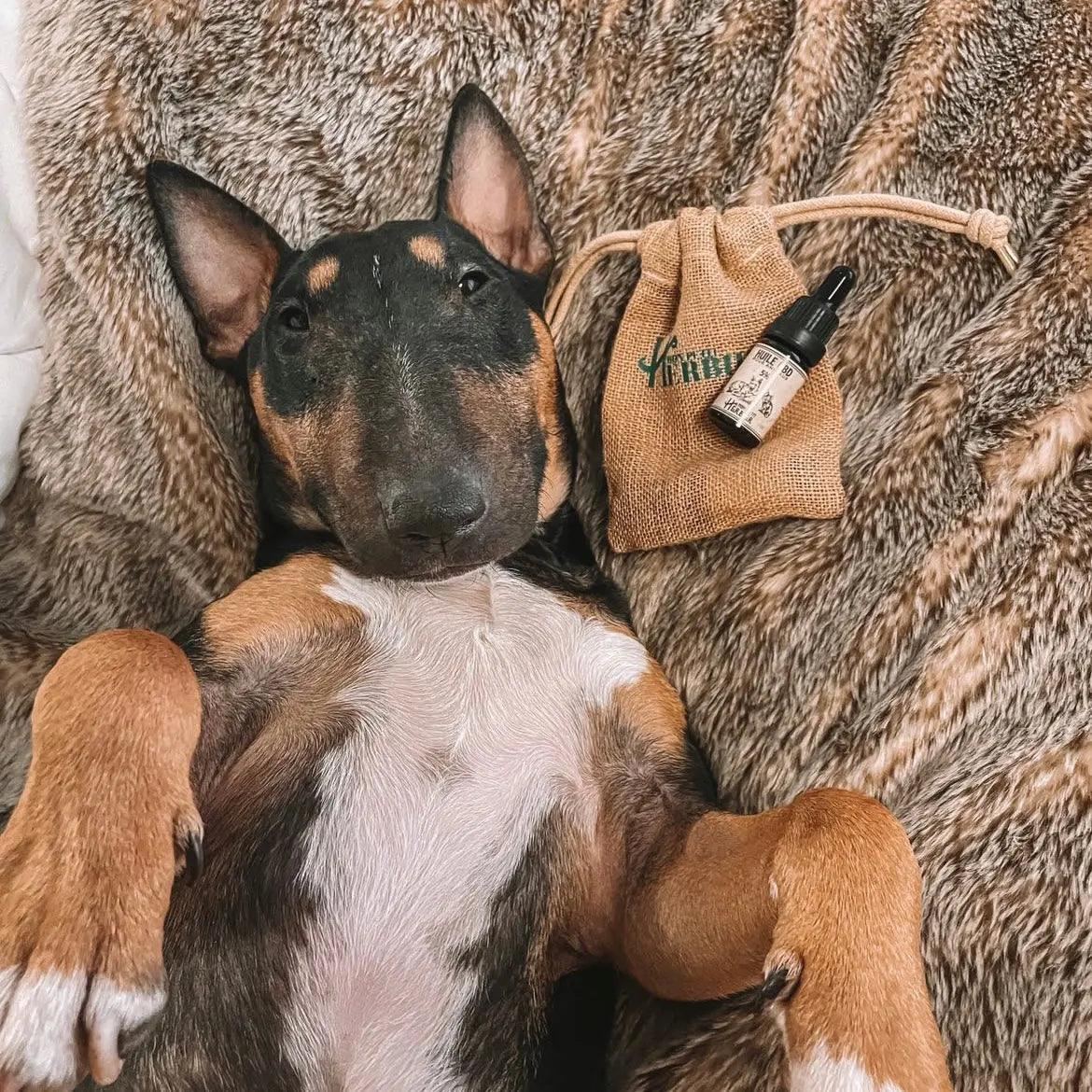 Huile CBD Pour Animaux 5% avec un chien sur le dos - Mon Petit Herbier