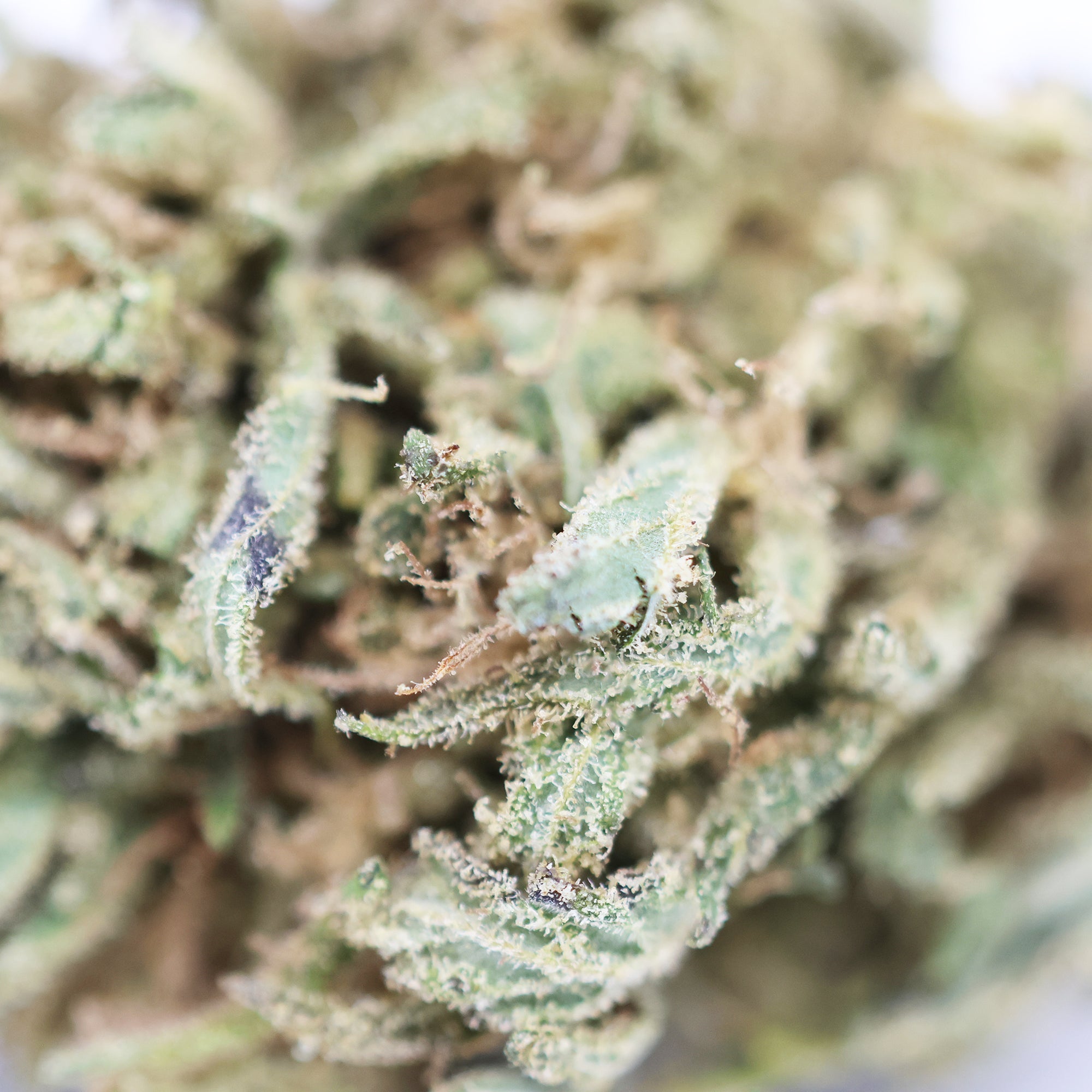 Zoom Fleur CBD Blue Lavande en Vrac - Green House