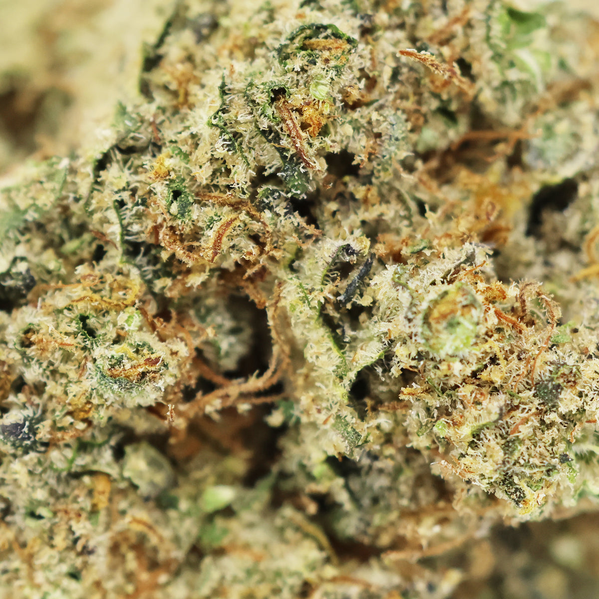 Zoom Fleur CBD Lemon Grace en Vrac - Indoor