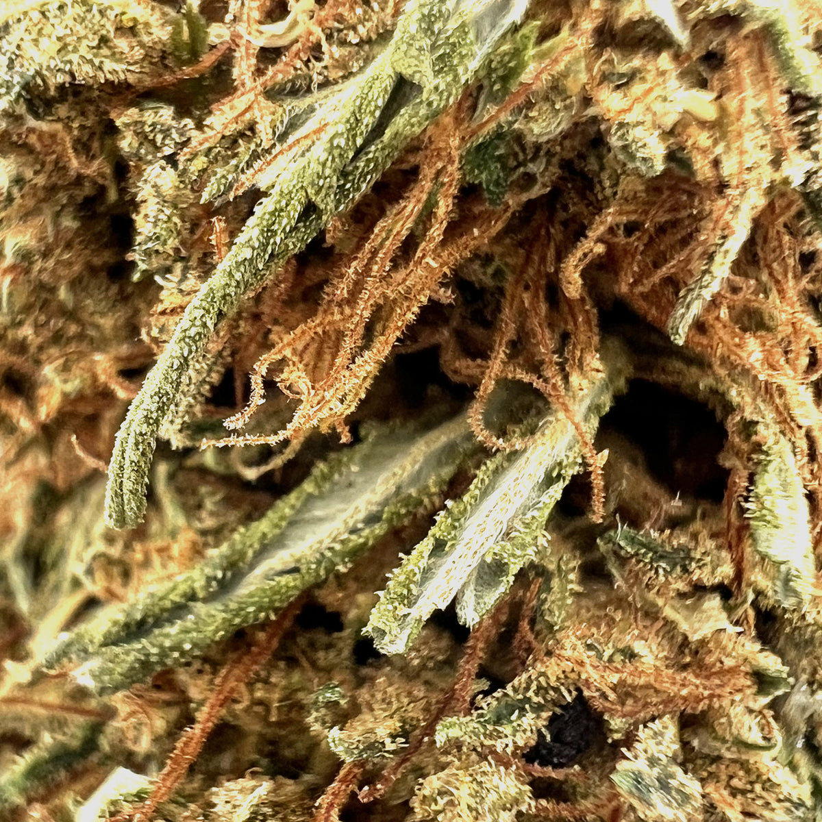 Zoom Fleur CBD Magistra Bio en Vrac - Green House - Mon Petit Herbier