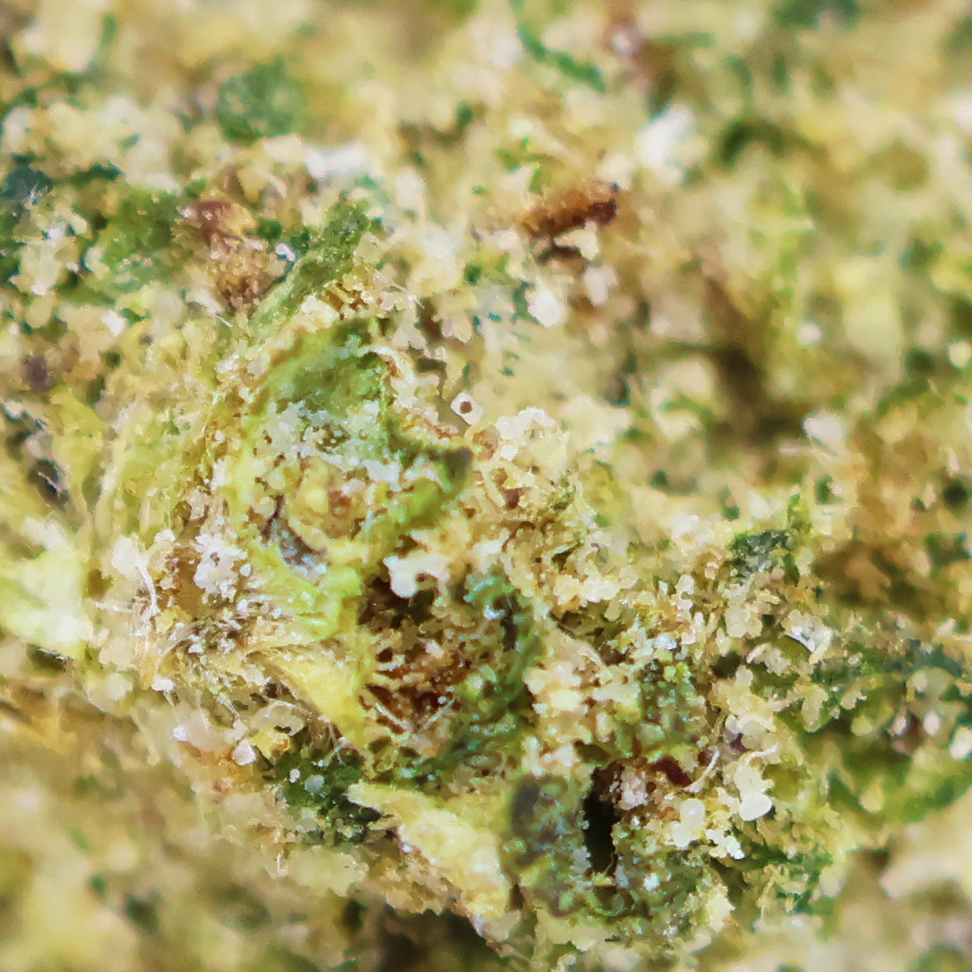 Zoom Fleur Cookie Dough CBN+ Puissante 💥en Vrac - Indoor - Mon Petit Herbier
