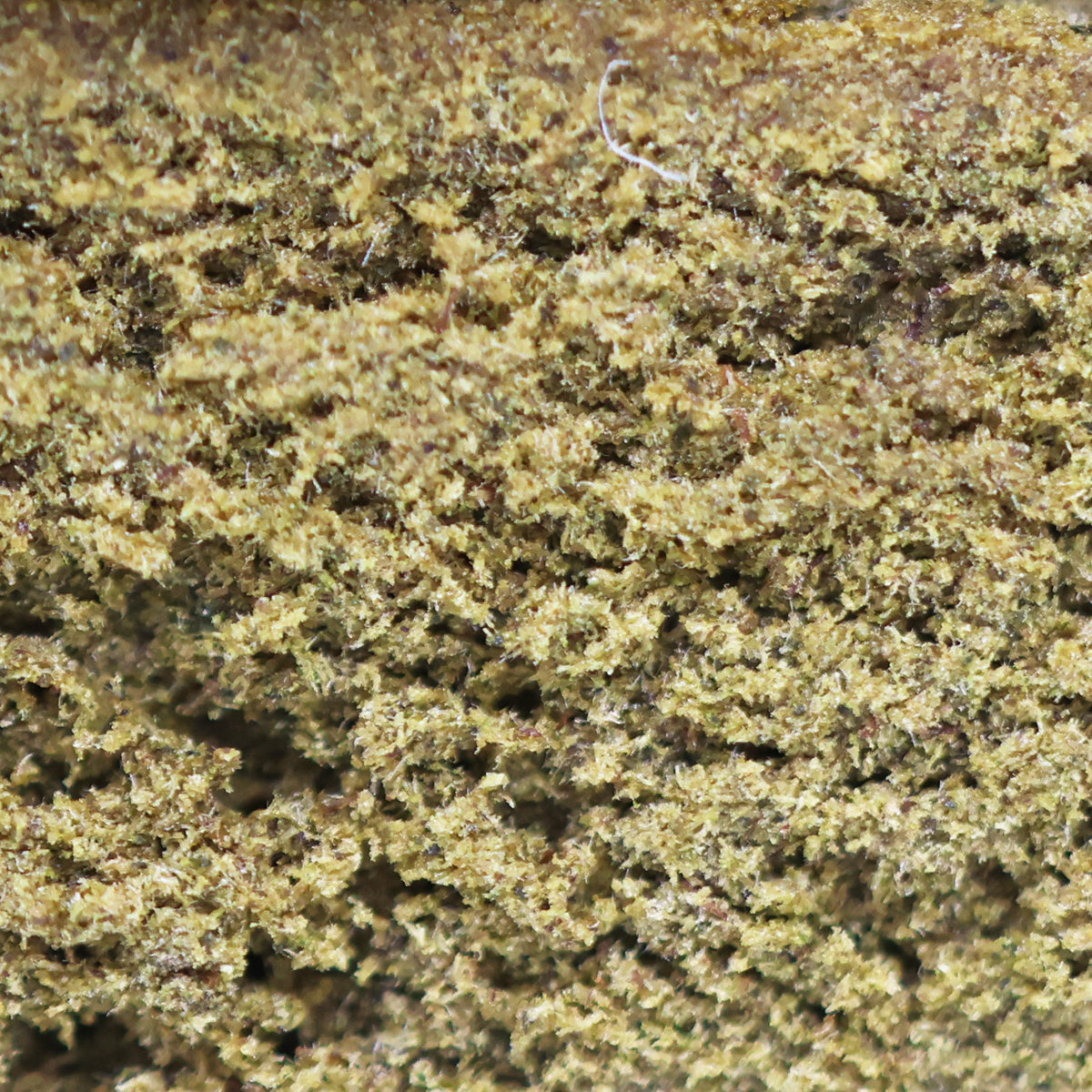 Zoom Résine CBD Honey Hash Gaz - Mon Petit Herbier